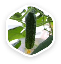 OGÓRKI