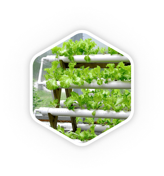 Hydroponic System