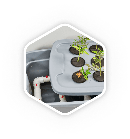 Hydroponic Plants